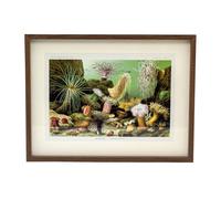 31x41cm Landscape Framed Ocean Sea Plant Prints | Marine Flora Wall Art Picture Frame | Underwater Botanical Prints Pictures For Walls