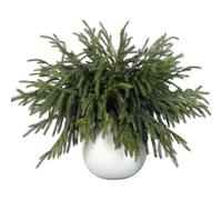 32 Pcs Real Touch Norfolk Pine Branch -18" Artificial Christmas Green Plants Branches Faux Greenery Stem Fake Cedar Pine Picks for Vase DIY Crafts Garland Wreath Xmas Indoor Outdoor Home Decor