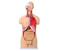 33.4" Human Torso Anatomy Model, 32 Part Dual-Sex Removable Life-Size Human Body Models with Heart Head Skull Brain Visceral Muscular Layers for Student Lab Education
