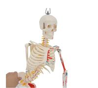 33.4 Inches Human Skeleton Model - Flexible Human Skeleton Bone Model - Teaching Model Mini Human Skeleton Model with Metal Stan for Educational Teaching