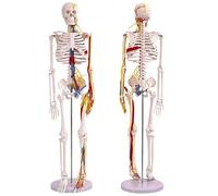 33.5'' Half-Life-Size Human Skeleton Model with Nerves, Mini Human Skeleton Model for Anatomy, Removable Skull Cap and Limbs, Anatomical Skeleton with Stand for Study and Demonstration