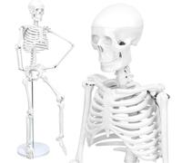 33.5'' Human Skeleton Model for Anatomy, Half Size Human Skeleton with Movable Arms, Legs & Display Metal Stand for Classroom Teaching and Lab Study