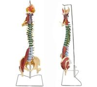 33.5-inch Human Spine Model, Vertebral Column Lumbar Model with Base Anatomy with Vertebrae, Nerve Roots, Vertebral Arteries for Study Educational