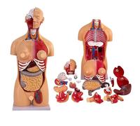 33.5 Inches Human Torso Anatomy Model, Dual-Sex Human Body Model with 23 Removable Organs, Genitals Are Interchangeable