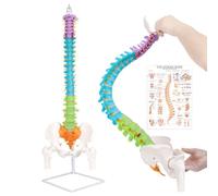 34.6”Life-Size Flexible Human Spine Model with Nerves, Pelvis & Metal Stand