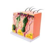 35/50/70/85X Enlarged Anatomical Skin Model Skin Teaching Model Human Structure Anatomy for Science Study