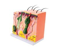 35/50/70/85X Enlarged Skin Model Skin Anatomical Model Teaching Tool for Classroom Study Display Teaching Medicals