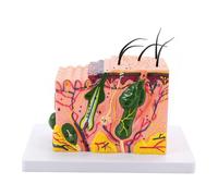 35/50/70/85X Enlarged Skin Model Skin Anatomical Model Teaching Tool for Classroom Study Display Teaching Medicals