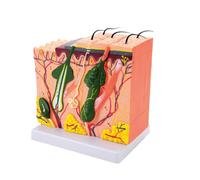35/50/70/85X Enlarged Skin Model Skin Anatomical Model Teaching Tool for Classroom Study Display Teaching Medicals