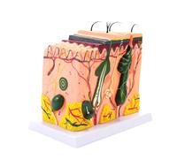 35/50/70/85X Enlarged Skin Model Skin Anatomical Model Teaching Tool for Classroom Study Display Teaching Medicals