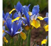 35 Blue Magic Dutch Iris Bulb Corm Nice Beautiful Spring Summer Flower Perennial