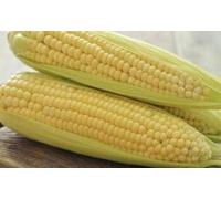 35 Seeds of Sweet Corn Golden Bantam (Organic)