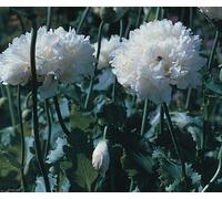 350 Seeds of Flower Poppy Paeoniflorum White Cloud