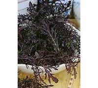 350 Seeds of Vegetable Mustard Red Frills