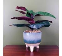 Leaf 35Cm Artificial Ficus Plant Potted In Teal Blue Green Ceramic Planter