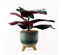 35cm Artificial Ficus Plant with Teal Blue Green Ceramic Planter Leaf Blue One Size