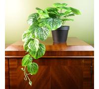 Leaf 35Cm Artificial Trailing Natural Look Potted Pothos Plant Realistic, Green