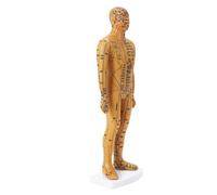 35cm Portable Acupuncture Human Body Model Practice Skin(B)