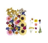35Pcs Natural Pressed Dried Flower Leaves Set, Golden rice fields