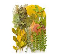 35Pcs Pressed Dried Leaves For Epoxy Resin Natural Dry Leaves Plant for Art Craft Scrapbooking Candle Jewelry Making