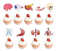 36 Pcs Anatomy Theme Cupcake Toppers, Mini Human Body Organ Toothpick Picks with Brain, Skull, Rib Cage, Eyeball, Stomach, Kidneys for Medical Graduation, Science Party, Classroom Clinic Table Decor