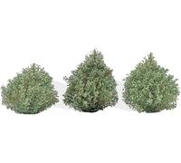 3607 H0 3 Bushes Summer