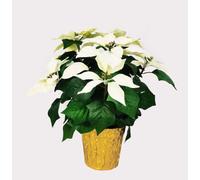 365 Blooming Decor 15" Potted Artificial White Poinsettia Flower in Golden Foil - Luxury Handmade 7 flower head Pre-Assembled White Christmas Flowers for Christmas Decor Front Doors Hallways