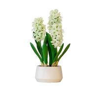 365 Blooming Decor 16 inch Tall White Potted Faux Hyacinth Flower Plant with River Stone-Luxury Artificial Garden Hyacinth for Home, Office Decoration, Housewarming