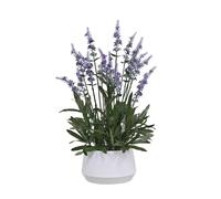 365 Blooming Decor 18" Artificial Lavender Plant in White Textured Pot, Realistic Faux Potted Lavender with Real Pebbles, No Assembly, Purple Flower Decor for Home Office Bathroom Shelf Tabletop