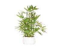 365 Blooming Decor 18 inch Tall White Potted Faux Bamboo Plant- Luxury Artificial Bamboo Tree in White Pot for Home, Office, Kitchen, Counter Top, Indoor Decor, Money Tree, Lucky Bamboo Tree.