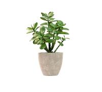 365 Blooming Decor Artificial Jade Plant 12 inch in Gray Pot for Home, Office Decor, Money Tree, Crassula ovata (Gray Pot, 12 inch)