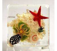 37mm Real Hermit Crab w/Starfish & Shell Decoration on Sea Bottom in Crystal Clear Lucite Resin Aquatic Scenery Diorama Decor Specimen Preserved Taxidermy Crafts Collection Science Education Display