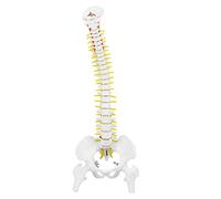 38cm Flexible Vertebral Column With Pelvis, Human Spine Model Manual Training Tool Cervical for Educational Models