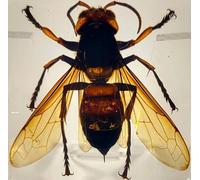 38mm Real Asian Giant Hornet in Crystal Clear Square Lucite Resin Crafts Specimen Preserved Animal Insect Bug Taxidermy Collection for Biology Science Education & Desk Ornament Display Supplies