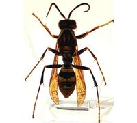 38mm Real Asian Hornet in Crystal Clear Lucite Resin Specimen Preserve Insect Bug Taxidermy Crafts Collection for Biology Science Education & Desk Ornament Display Supplies Small Paperweight