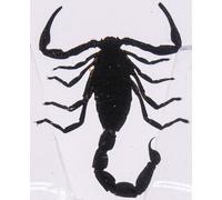 38mm Real Black Scorpion in Crystal Clear Lucite Resin Specimen Preserved Animal Insect Taxidermy Crafts Collection for Biology Science Education & Desk Ornament Display Supplies
