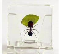 38mm Real Giant Ant w/Green Leaf in Small Crystal Clear Lucite Resin Decor Diorama Specimen Preserved Insect Taxidermy Crafts Collection for Biology Science Education Display