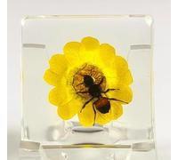 38mm Real Honeybee on Golden Flower in Small Crystal Clear Lucite Resin Decor Diorama Specimen Preserved Insect Taxidermy Crafts Collection for Biology Science Education Display