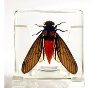 38mm Real Red Cicada in Crystal Lucite Resin Specimen Preserved Hueschy Incarnata Insect Taxidermy Collection for Biology Science Education & Desk Ornament Display Supplies