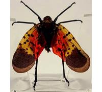 38mm Real Spotted Lanternfly Cicada in Crystal Clear Lucite Resin Specimen Preserved Small Insect Taxidermy Decor Crafts Collection for Biology Science Education & Desk Display Supplies