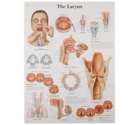 3B Scientific 1001502 Human Anatomy