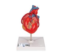 3B Scientific 1017837 Human Anatomy - Classic Heart Model with Bypass, 2 Part + free anatomy software