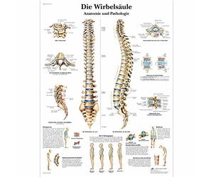 3B Scientific 3B Laminated Scientific The Human Spine Educational Chart, German Language