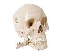 3B Scientific 4-Part Human Skull Model with 32 Extractable Teeth and Mandible Section - Detailed Dental Anatomy Teaching Model