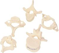 3B Scientific 5 Vertebrae + free Anatomy App - 3B Smart Anatomy, A75/1