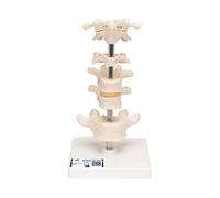 3B Scientific 6 Mounted Vertebrae + free Anatomy App - 3B Smart Anatomy, A75