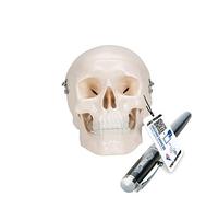 3B Scientific A18/15 Mini Human Skull Model, 3 Part Skullcap, Base Of Skull, Mandible + free anatomy software - 3B Smart Anatomy