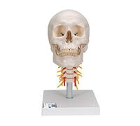 3B Scientific A20/1 Human Anatomy - Human Skull Model on Cervical Spine with Magnetic Connections, 4 Part + free anatomy software - 3B Smart Anatomy
