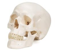 3B Scientific A20 Human Anatomy - Classic Human Skull Model with Magnetic Connections, 3 Part + free Anatomy App - 3B Smart Anatomy