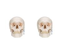 3B Scientific A21 Human Anatomy - Numbered Human Classic Skull Model with Magnetic Connections, 3 Part + free Anatomy App - 3B Smart Anatomy (Pack of 2)
